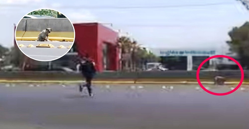 Repórter interrompe sua transmissão ao vivo e corre entre carros para salvar um cachorro ferido em perigo
