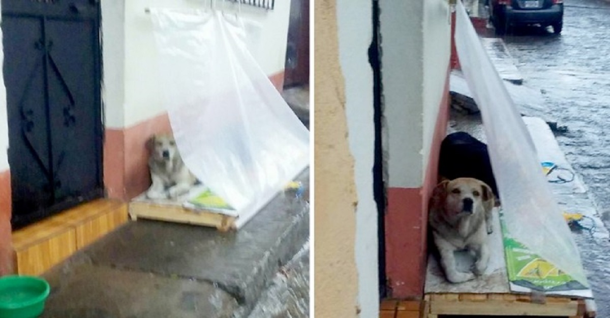 Família instala uma barraca de plástico fora de casa para proteger os cães de rua da chuva