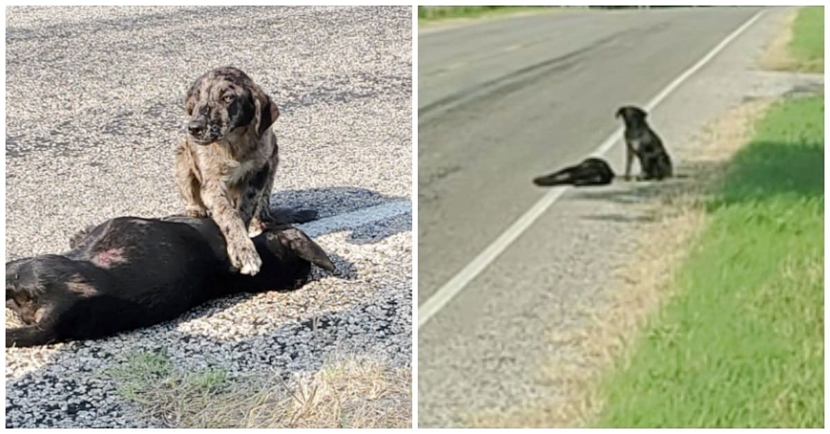 Cão se recusa abandonar o corpo de sua irmã atropelada na estrada