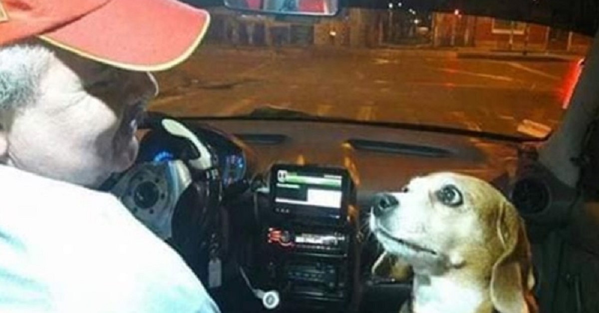 Cão trabalha como motorista de táxi com o dono durante a noite para fornecer um serviço de luxo