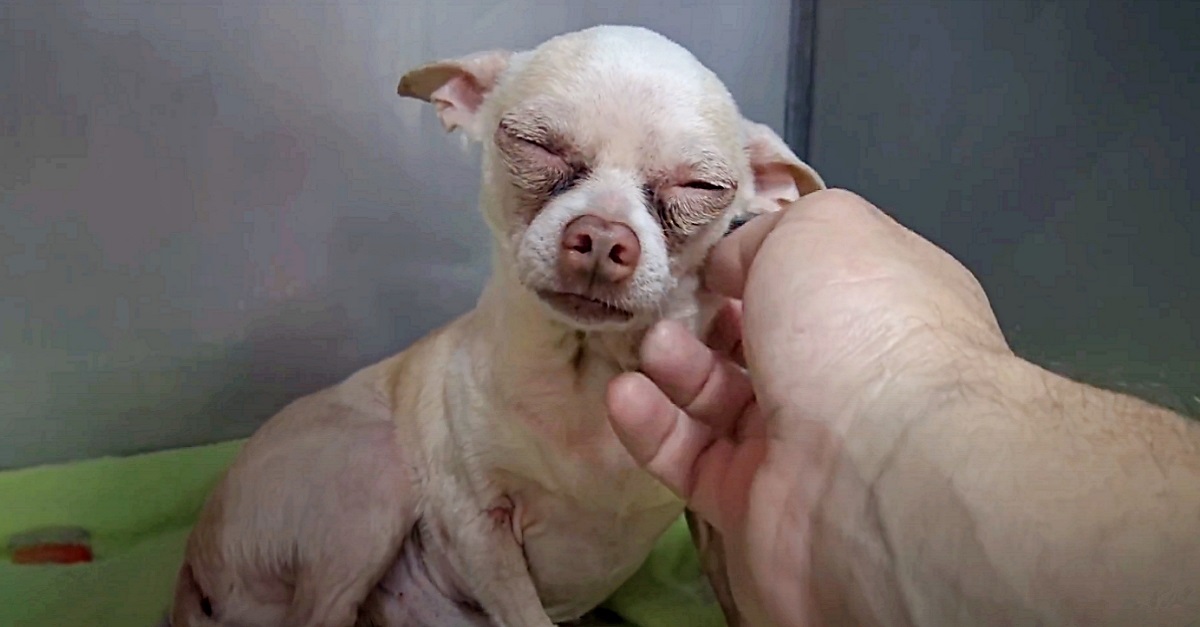 Após ser resgatado, cão idoso adormece sabendo que está finalmente seguro