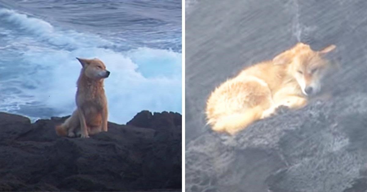 Por um ano cão esperou sentado em pedras na beira do mar seus donos voltarem