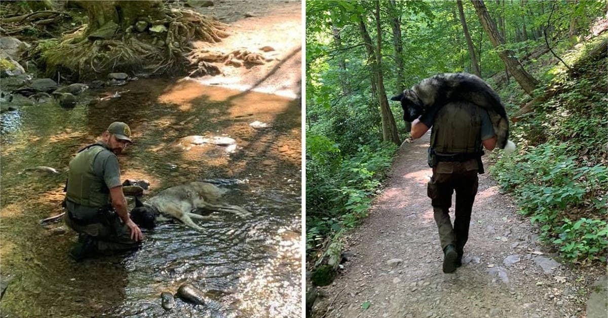 Guarda florestal carrega cachorro desidratado nos ombros até um riacho e salva sua vida