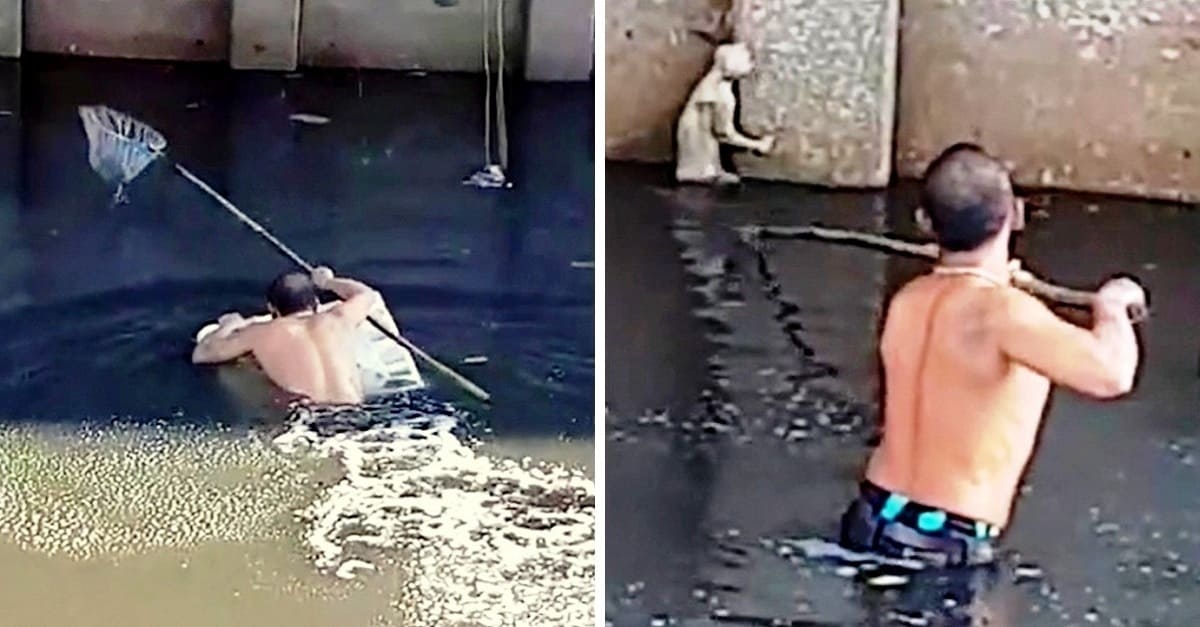 Apesar de ser um péssimo nadador, homem pula no canal sujo para salvar um gato