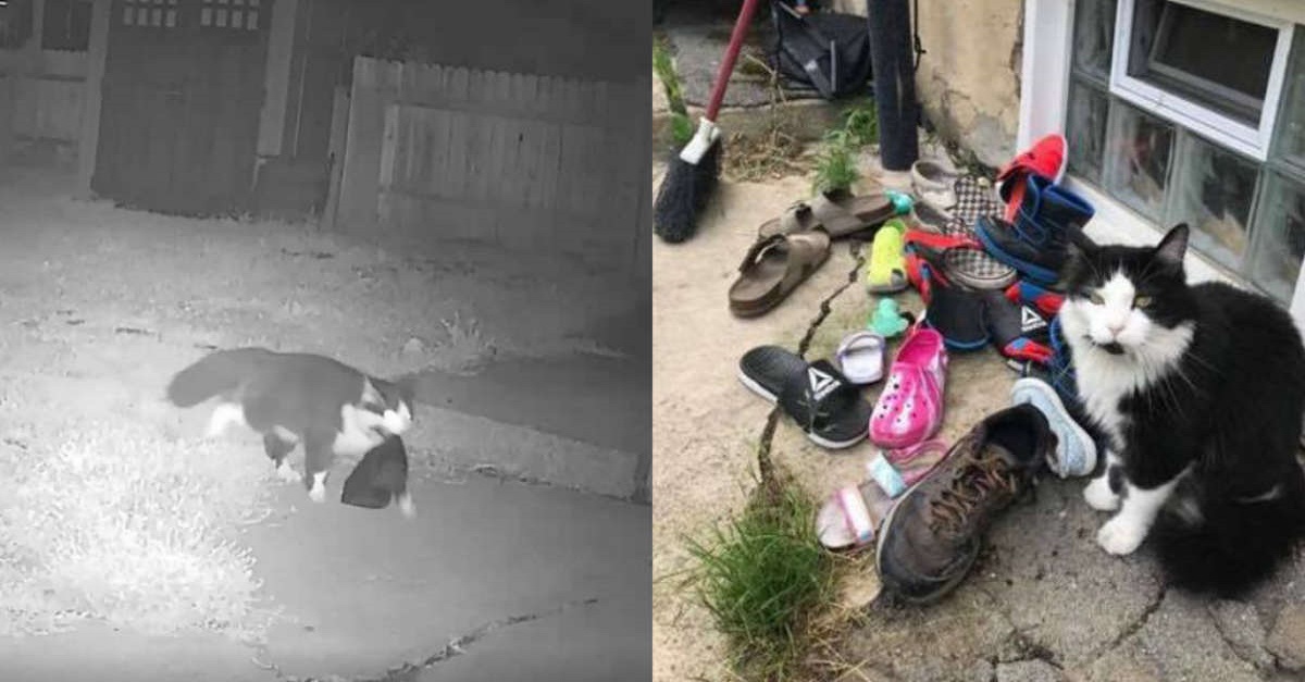 Mulher descobre que o seu gato está roubando os sapatos da vizinhança inteira
