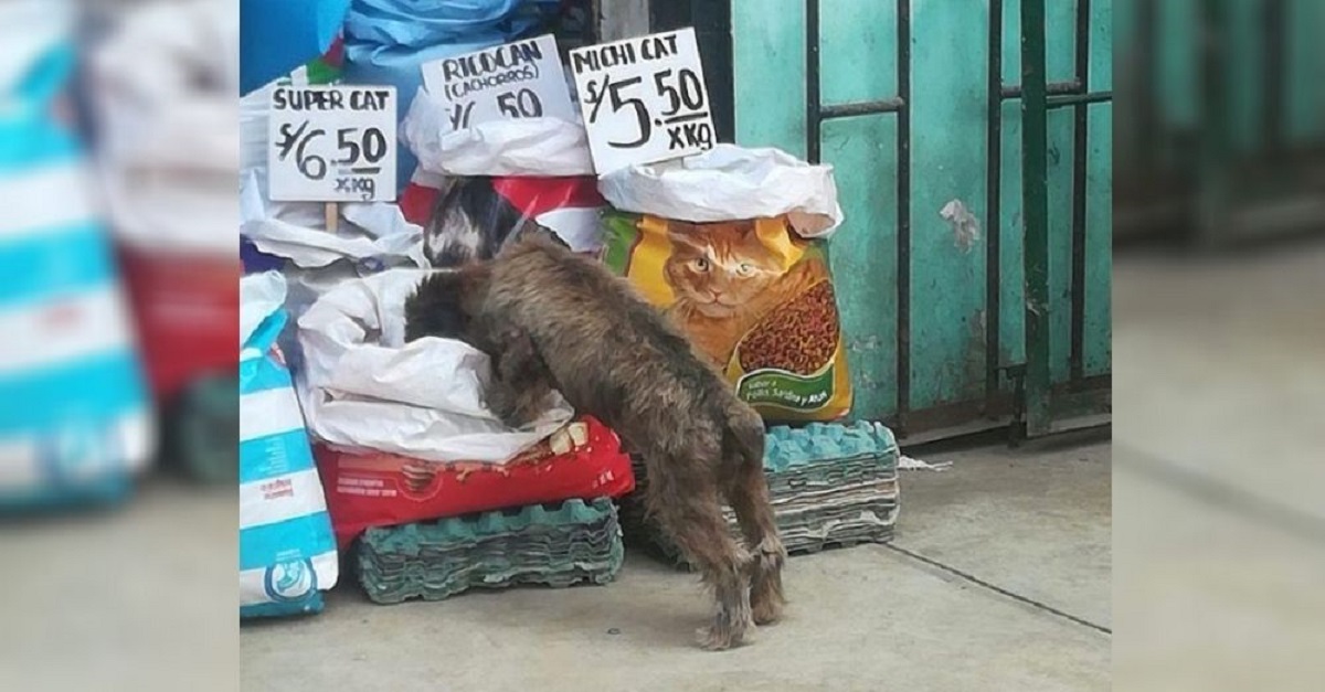 Comerciante bondoso alimenta animais de rua durante pandemia