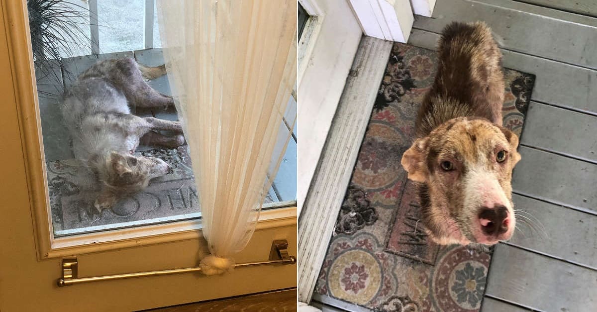 Cão de rua deita em varanda de uma família para descansar e acaba sendo resgatado
