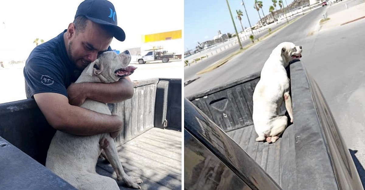 Em despedida emocionante, homem leva seu cão doente para um último passeio