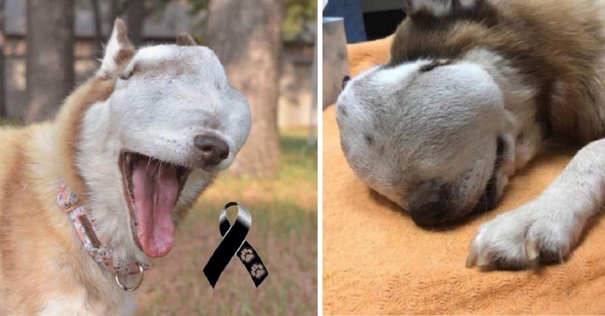 Descanse em paz Serenidade: cadela com enorme tumor viveu sua vida ao máximo