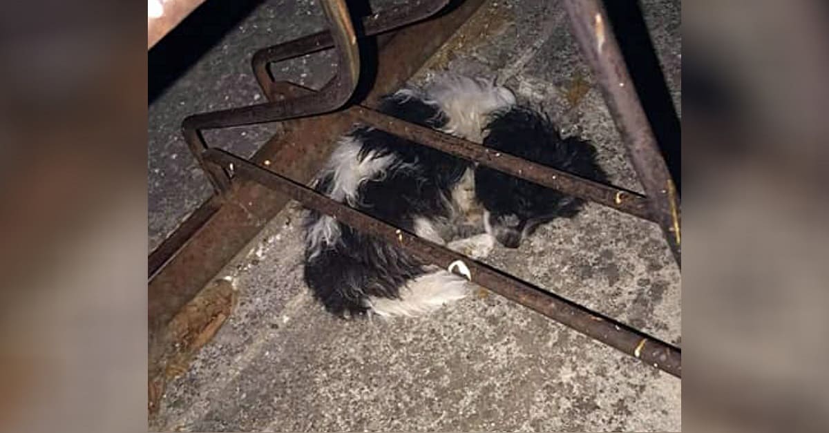 Cadelinha de dois meses é encontrada enrolada no concreto, esperando que alguém a salvasse