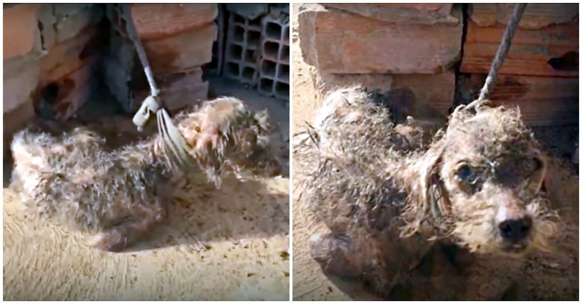 Amarrado a blocos de concreto, cão foi forçado a se deitar sob sol intenso por dias