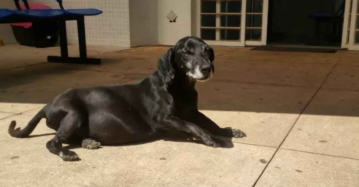 Em frente a um hospital, cachorro espera há 10 anos pelo dono que já faleceu