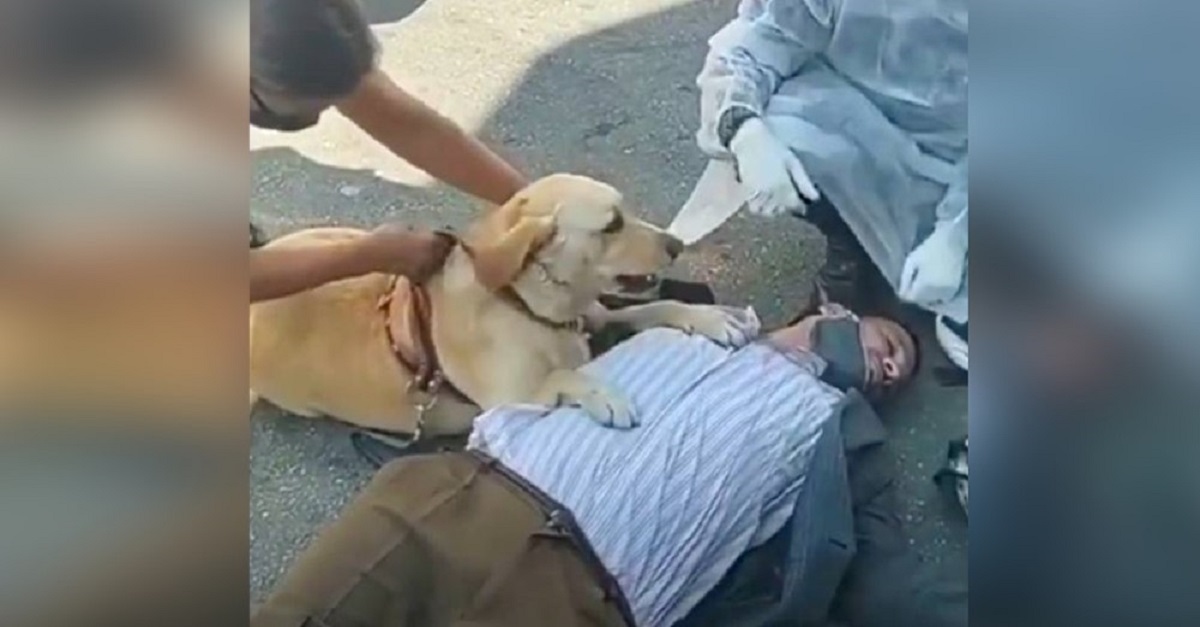Homem desmaia na rua e seu cão se recusa a separar dele