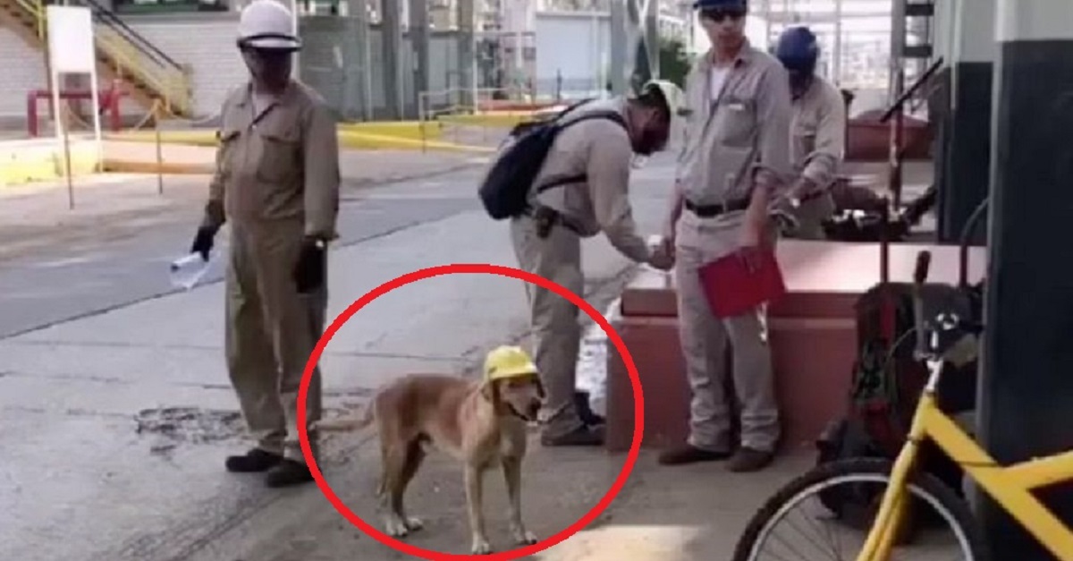 Cão de rua é adotado por trabalhadores de uma construção