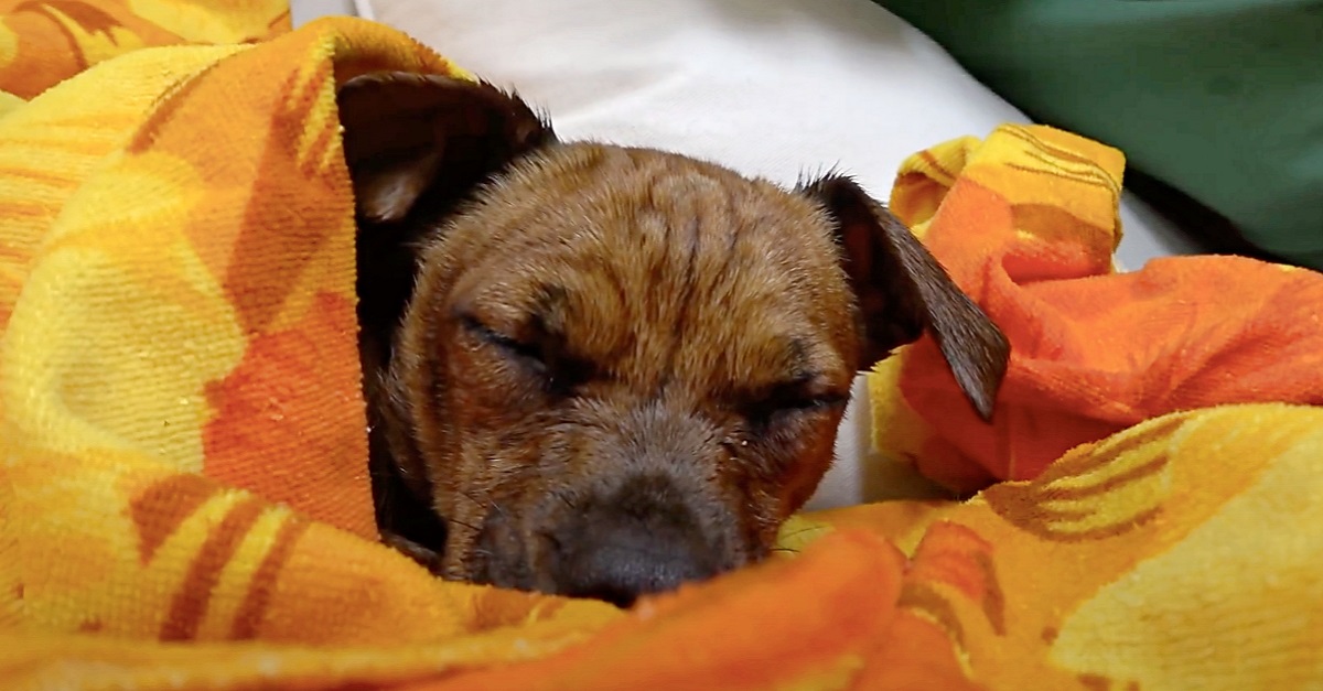 Após anos de abandono, cão é resgatado e finalmente consegue dormir em segurança