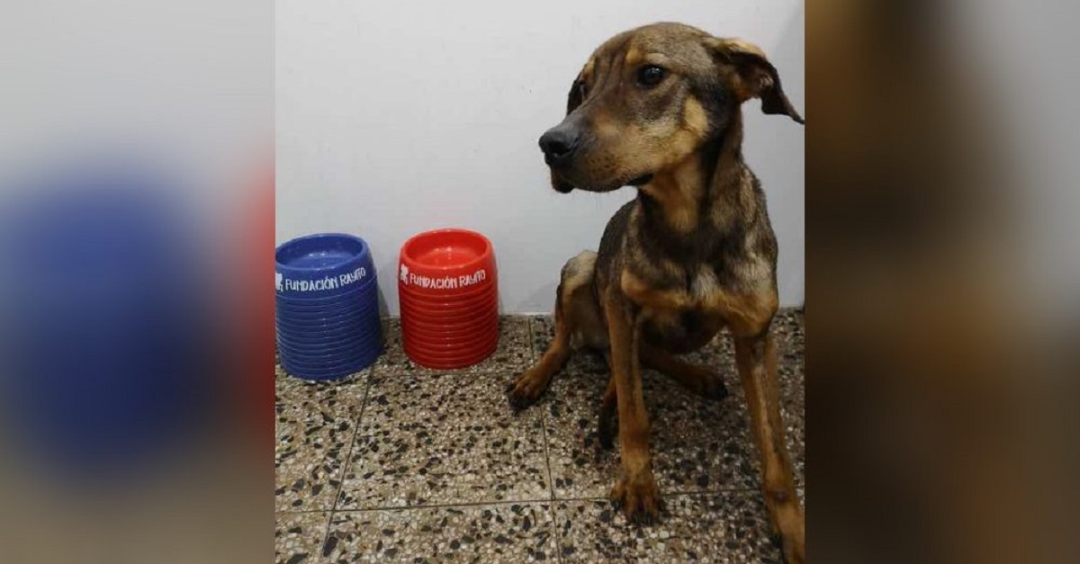 Cadela resgatada vende pratos para pagar suas despesas médicas