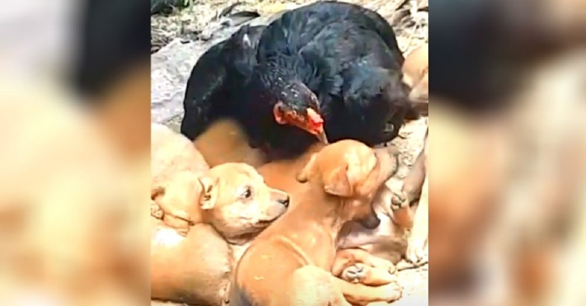Galinha protege 8 cãozinhos que nasceram em seu ninho