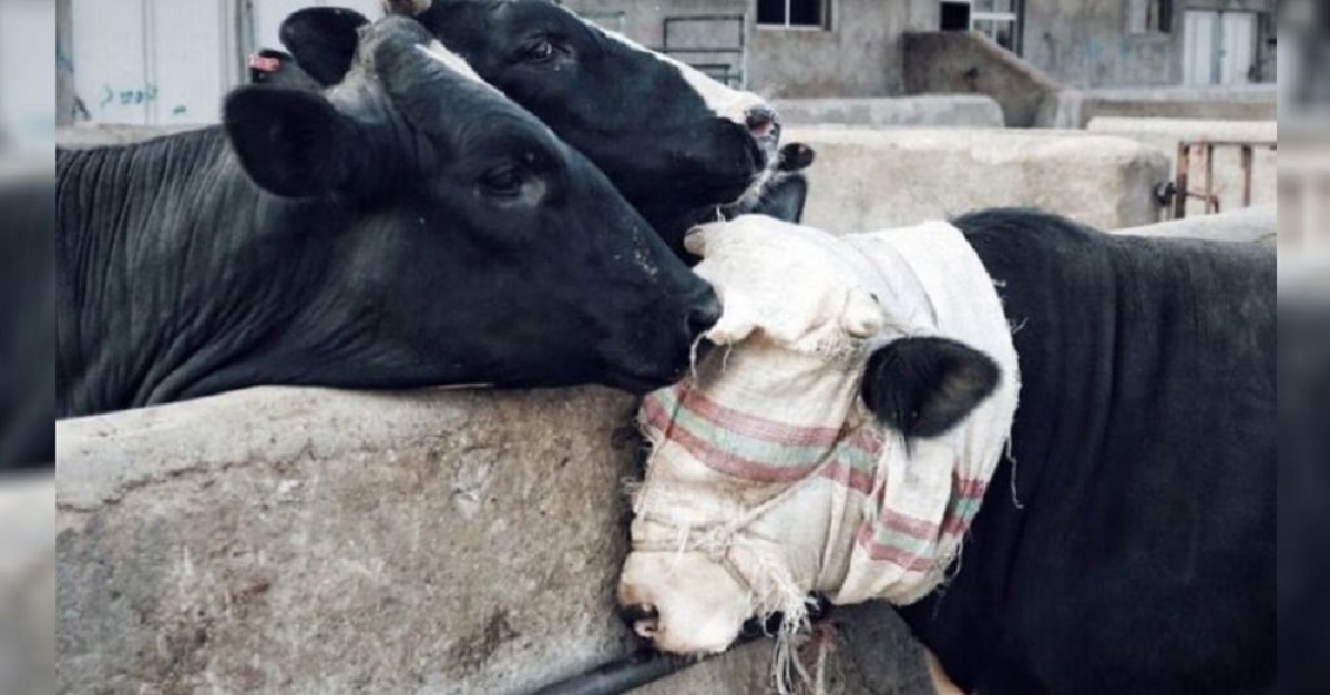 Vacas consolam amiga que seria levada para matadouro