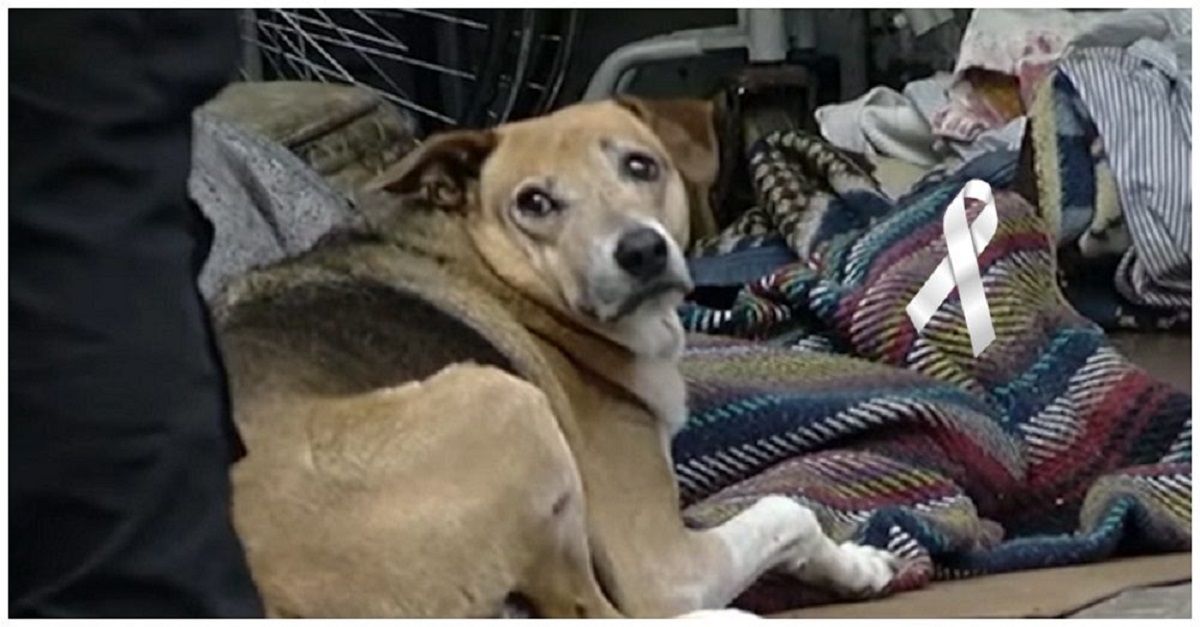 Cão se recusa a abandonar o corpo de seu dono que morreu na rua