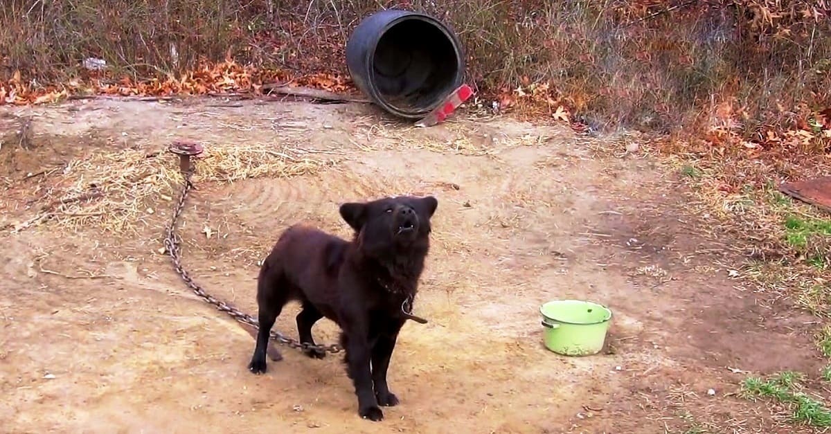 Equipe de resgate convence proprietários a entregar cão que passou 10 anos acorrentado