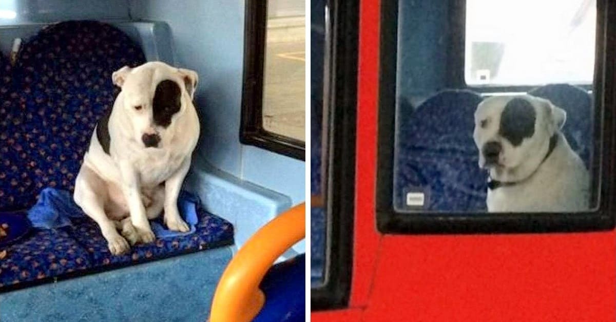 Motorista encontra cachorro perdido em seu ônibus e fica com ele a noite toda até encontrar sua dona