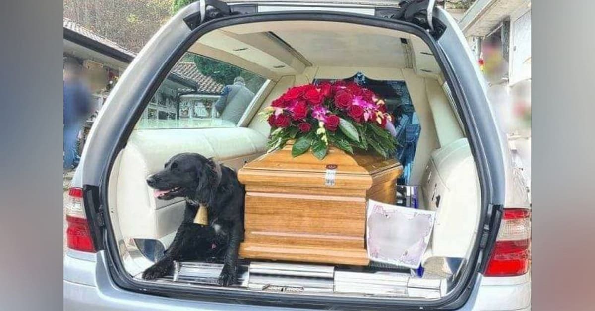 Cão sobe no carro fúnebre ao lado do caixão do seu dono e o acompanha até o cemitério