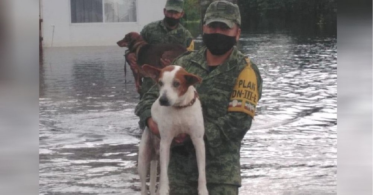 Soldados salvam dezenas de cães deixados para trás após uma tempestade