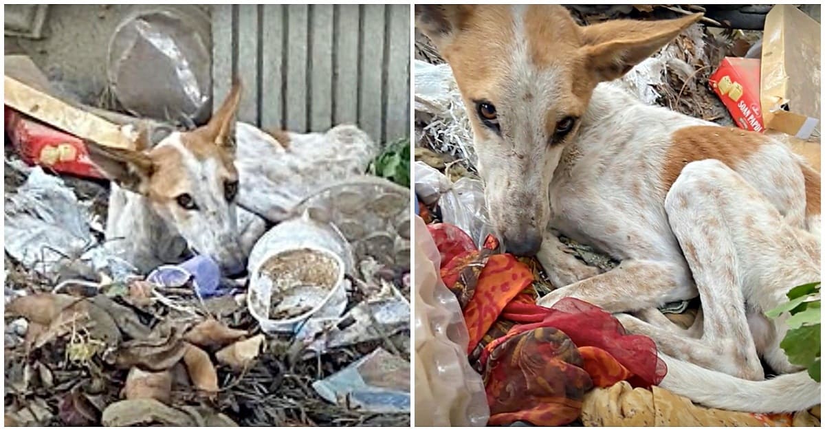 Abandonado e muito desnutrido, cão se escondeu no lixo para morrer