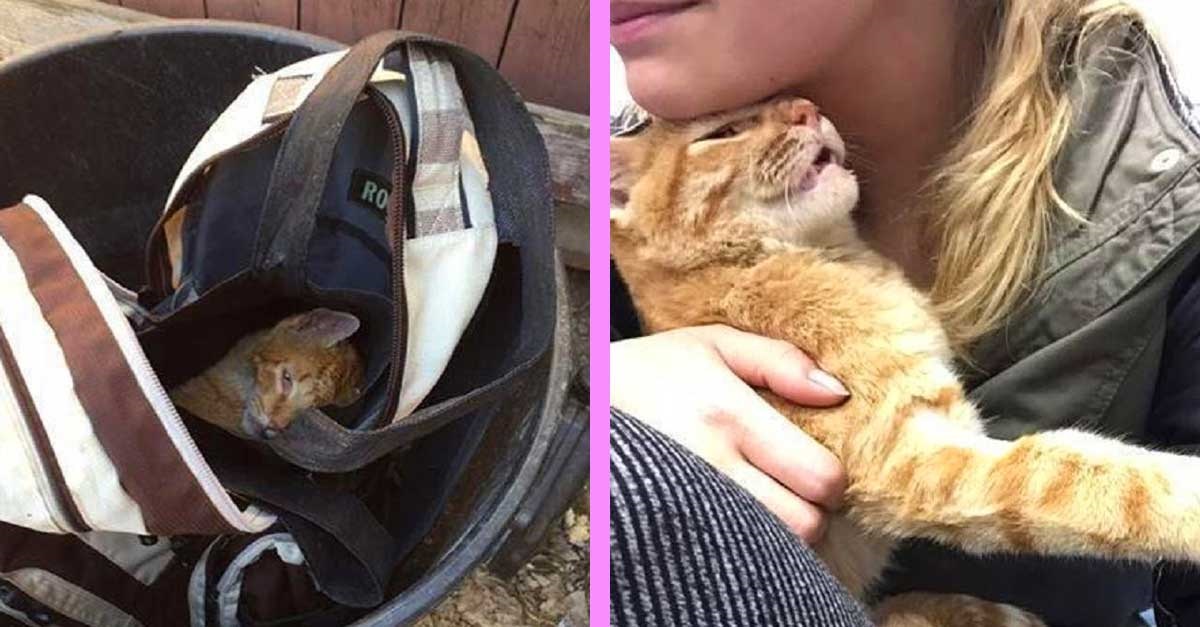 Mulher salva gatinho cego que encontrou abandonado no lixo