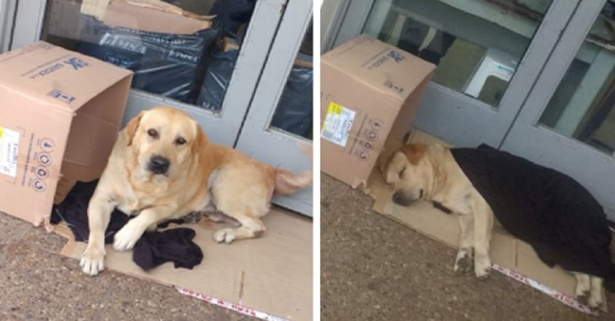 Sem saber que dono morreu, cão permanece em frente ao hospital esperando por ele