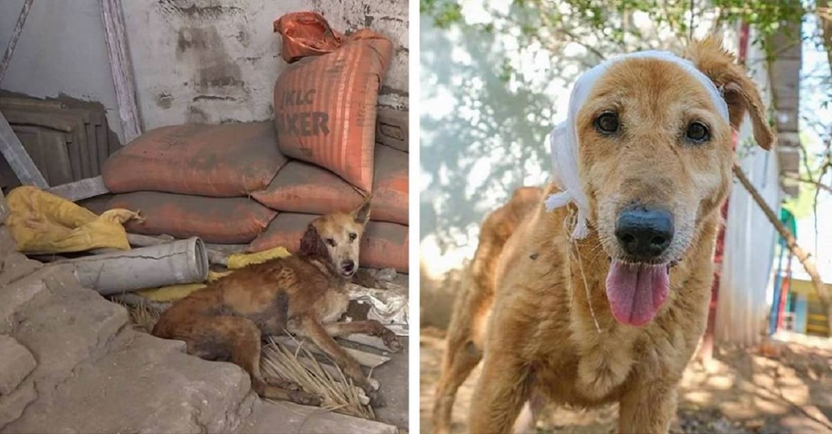 Em péssimo estado, cão é encontrado abandonado em um canteiro de obras