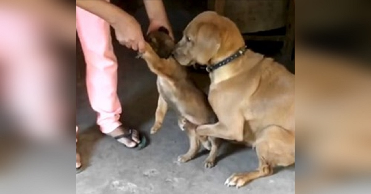 Cadela agarra seu filhote com medo de ser separada dele