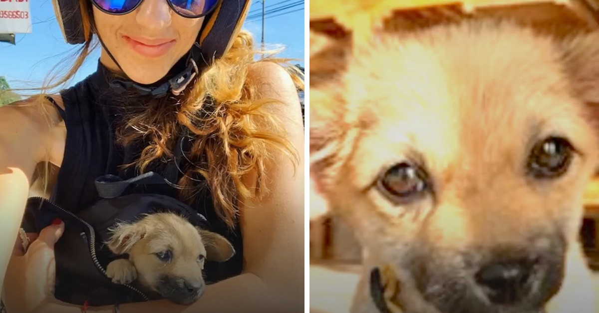 Mulher de férias no exterior encontra cachorro doente na beira da estrada e o adota