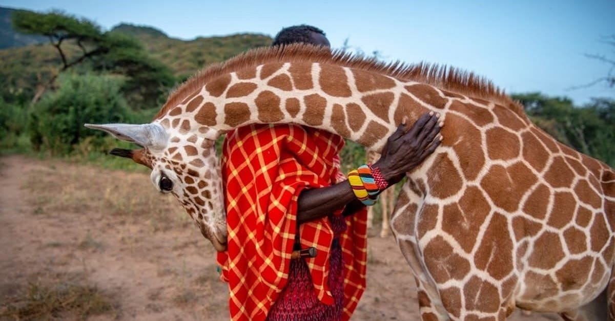 Girafa órfã se aconchega no ombro de um de seus tratadores
