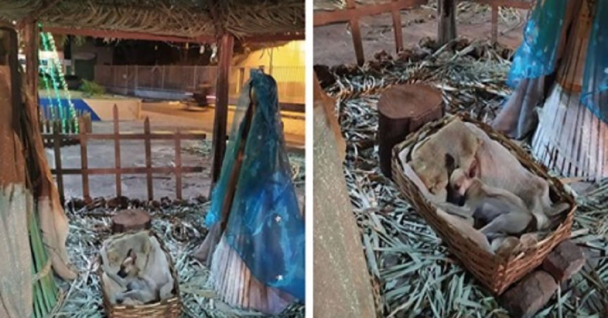 Cãozinho é flagrado dormindo na manjedoura do presépio e como presente de Natal, foi adotado