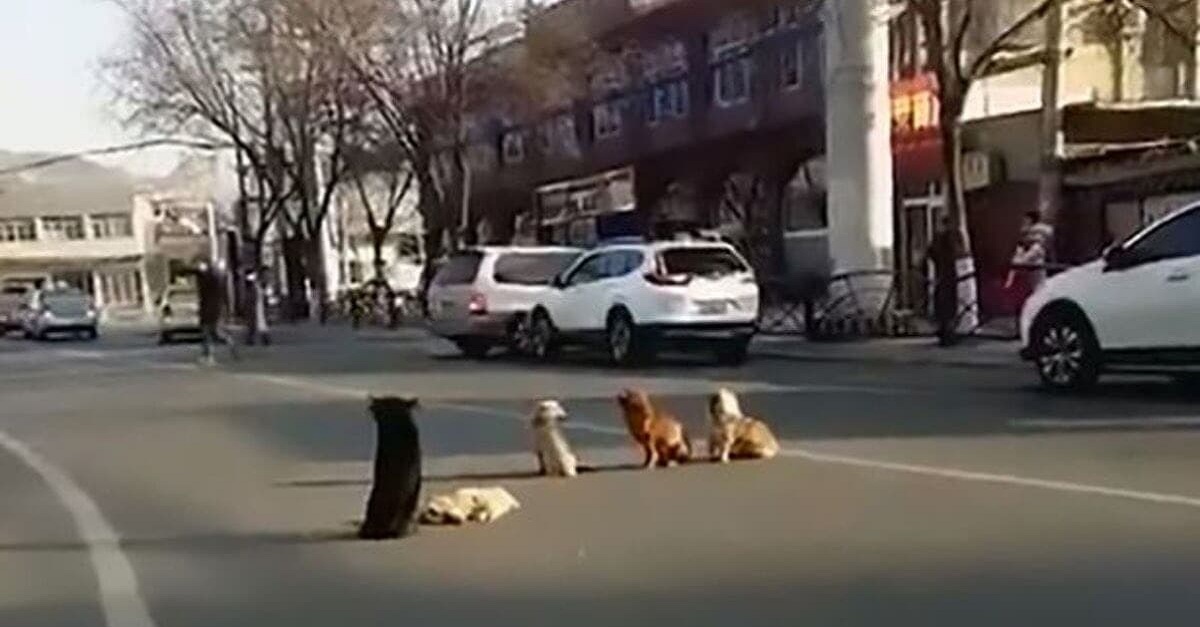 Grupo de cães bloqueiam a estrada para proteger o corpo de amigo que morreu atropelado