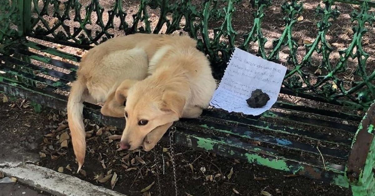 Cachorro abandonado em um banco com um bilhete aprende a confiar novamente