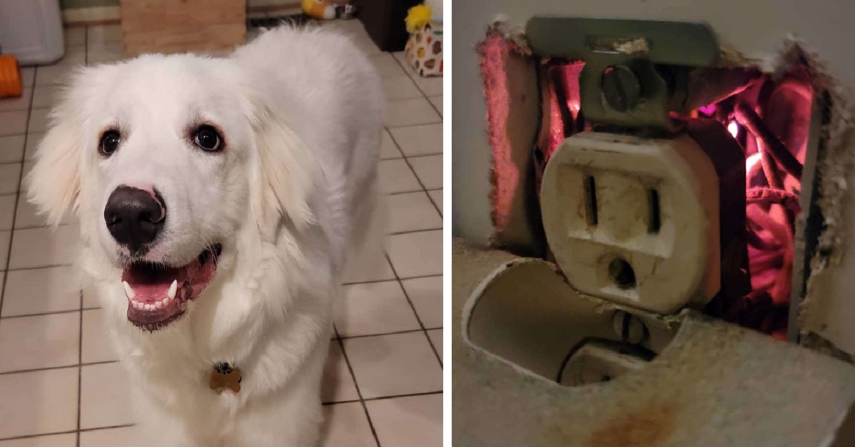Cadela salva sua família de incêndio ao encontrar fogo oculto