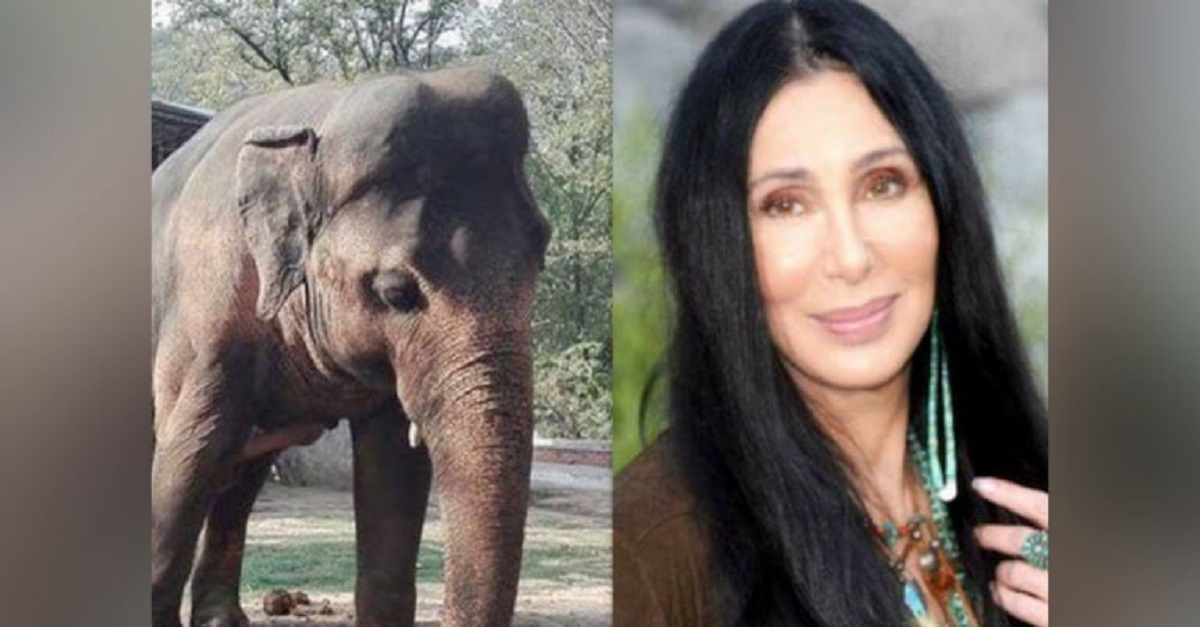 Graças a cantora Cher, elefante mais solitário do mundo muda para santuário