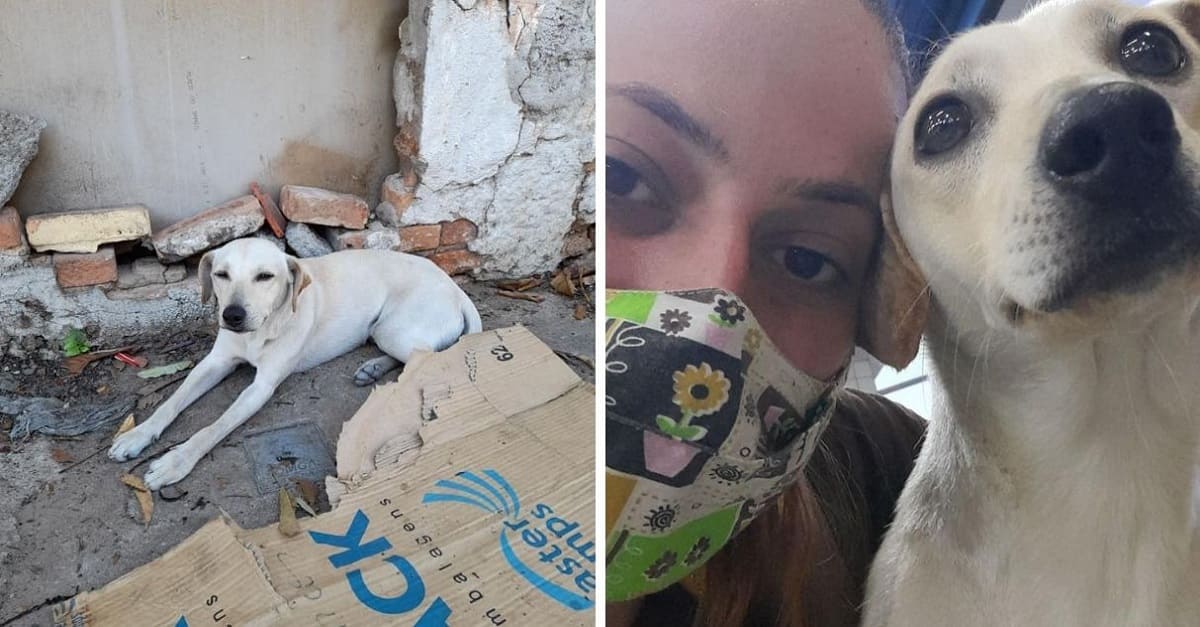 Cão de rua infestado de carrapatos e com a pata quebrada é adotado por mulher