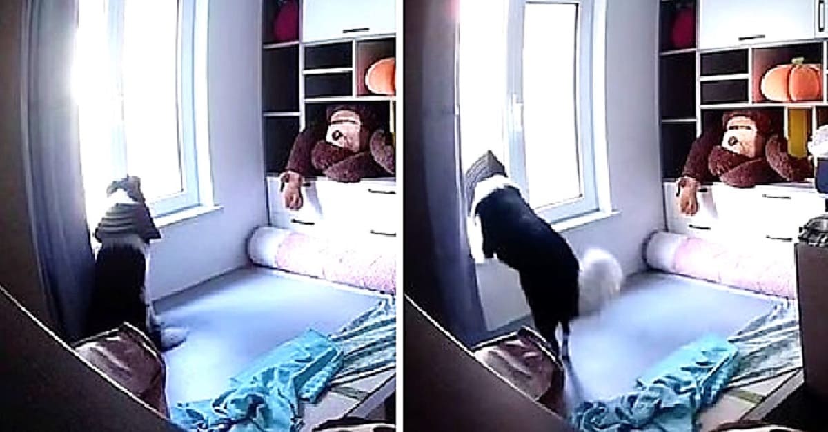 Câmera de segurança registra as 10 horas que um cachorro passou esperando por sua dona na janela