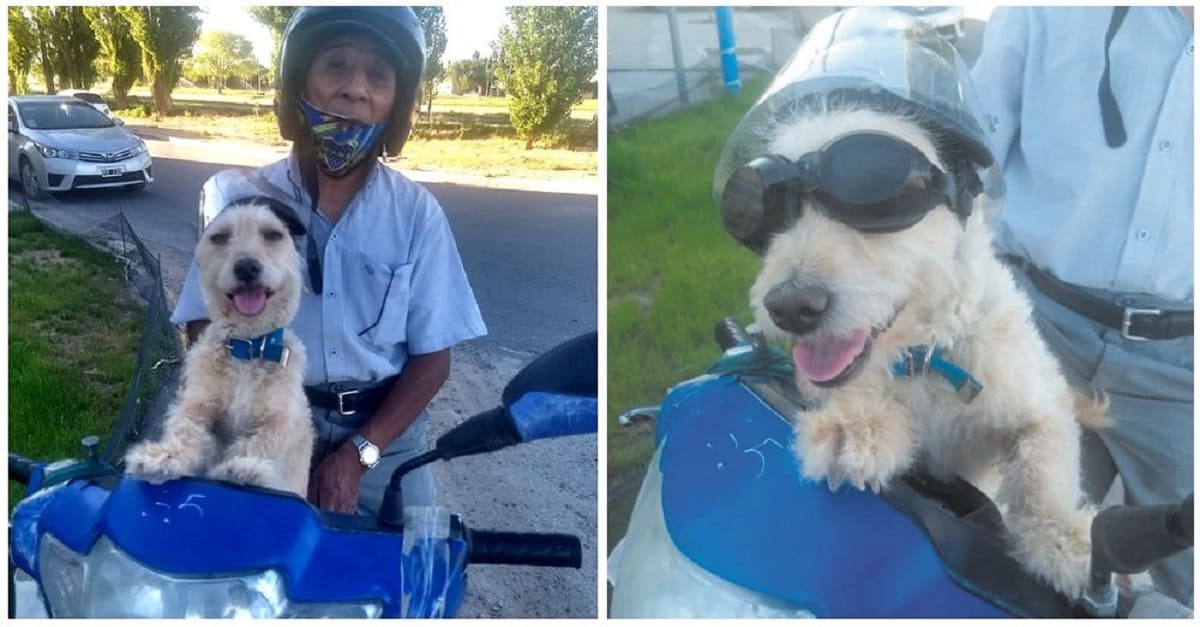 Homem viaja para o trabalho de motocicleta com seu cachorro doente por medo de deixá-lo sozinho