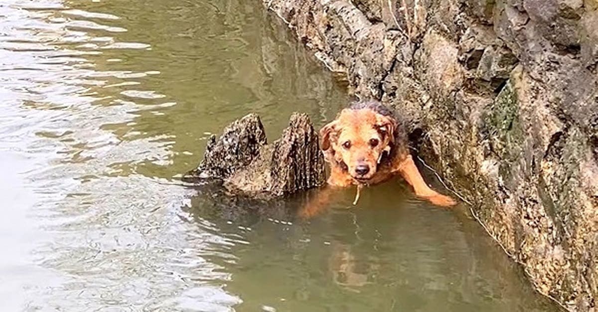 Desconhecido salva cachorrinha que caiu em rio