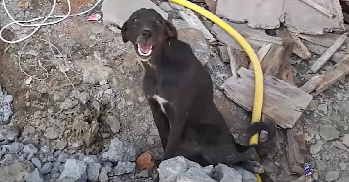 Abandonada sem poder andar, cadela ainda mantinha um doce sorriso