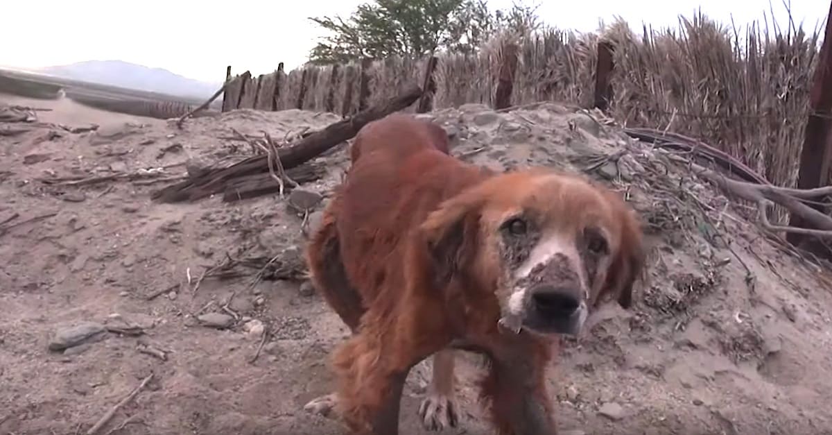 Cachorro idoso é deixado para trás por sua família para se defender sozinho na fronteira