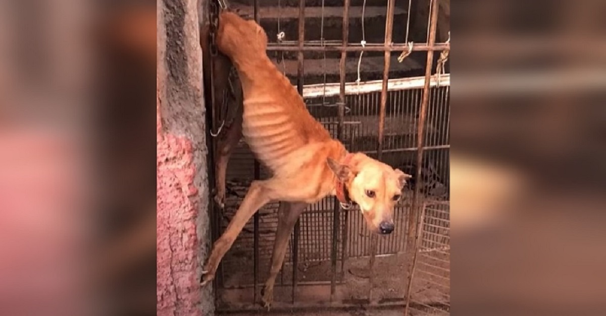 Cão passou um mês pendurado no portão após ser abandonado pela família