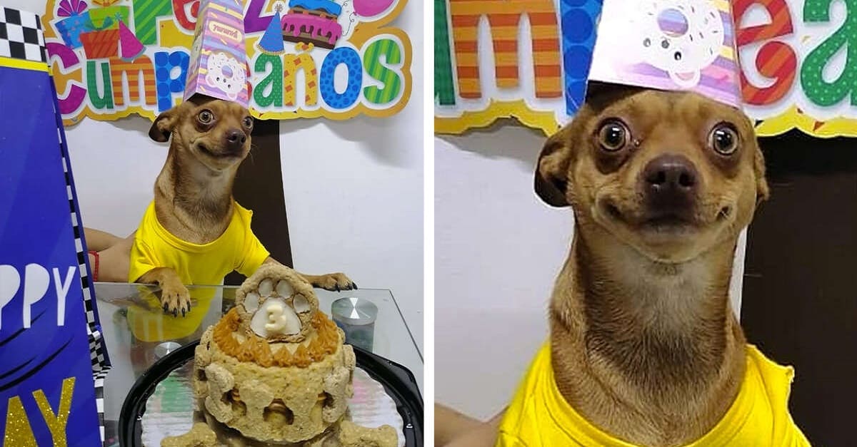Cachorrinho fica tão feliz ao ganhar festa de aniversário