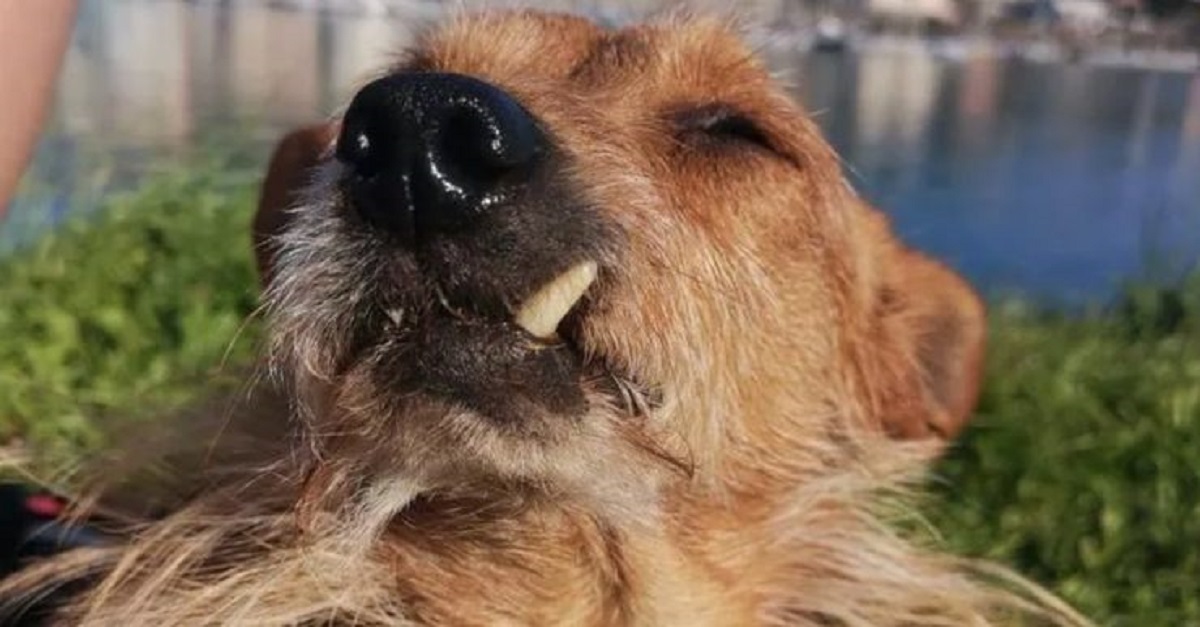 Cachorro com apenas dois dentes é adotado e finalmente está curtindo a vida