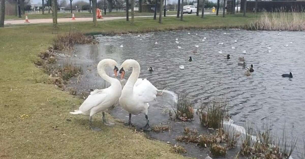 Cisne que foi separada de seu companheiro não consegue acreditar que está vendo-o novamente