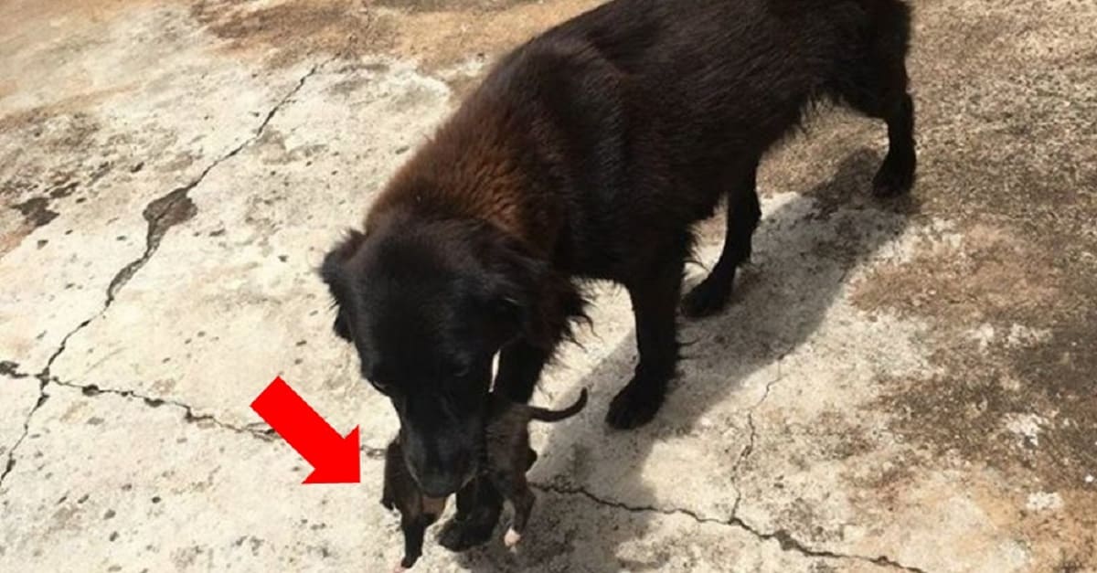 Cão de rua é flagrado salvando filhote que foi jogado no lixo